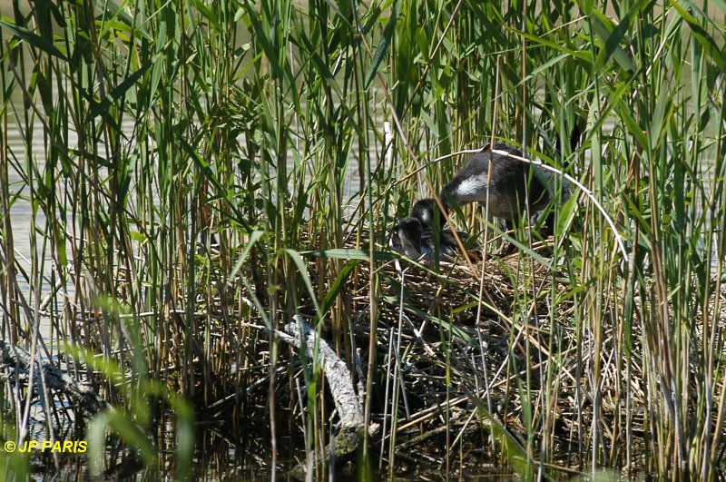 Fulica atra